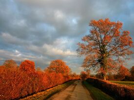 Route en automne